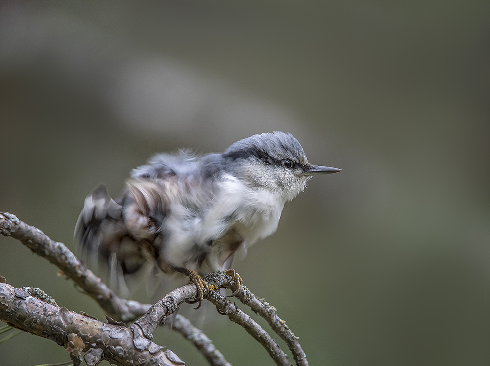 Взъерошился.