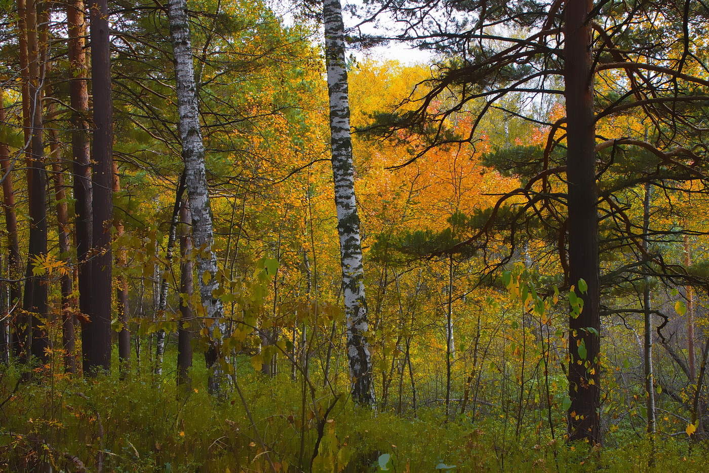 *В ОСЕННЕМ ЛЕСУ**