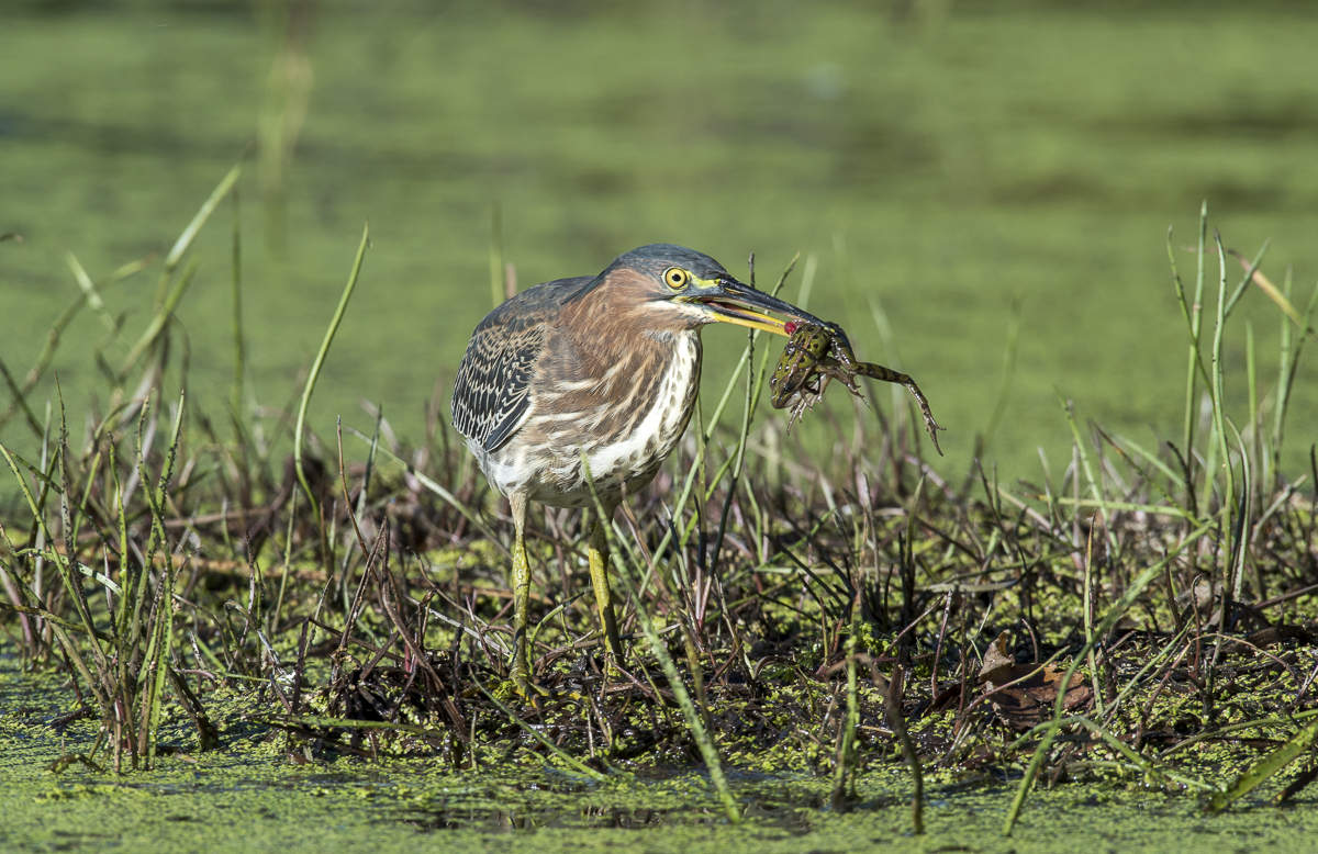 Green heron with a snack ( Leopard frog )