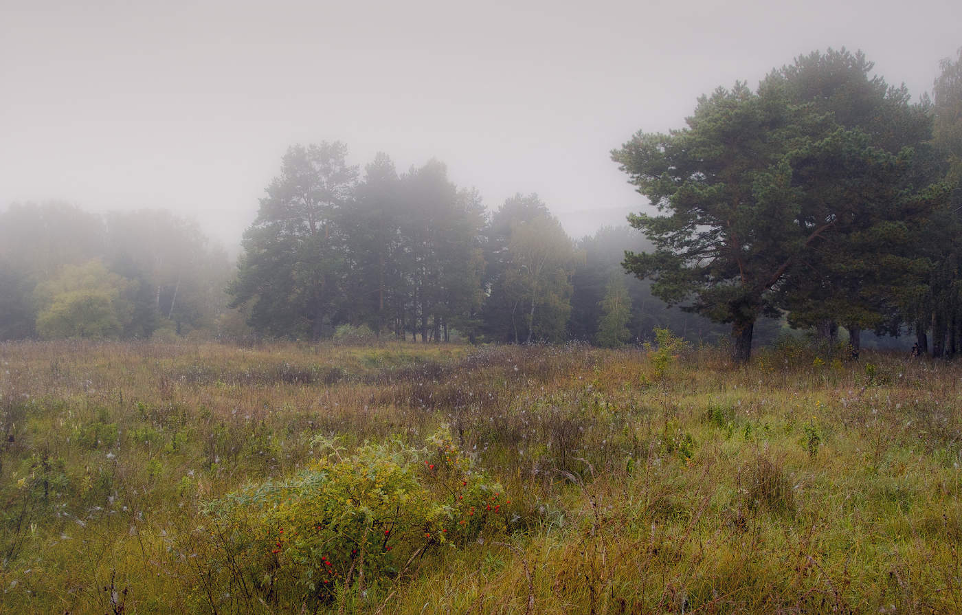 Зреет шиповник в сентябре