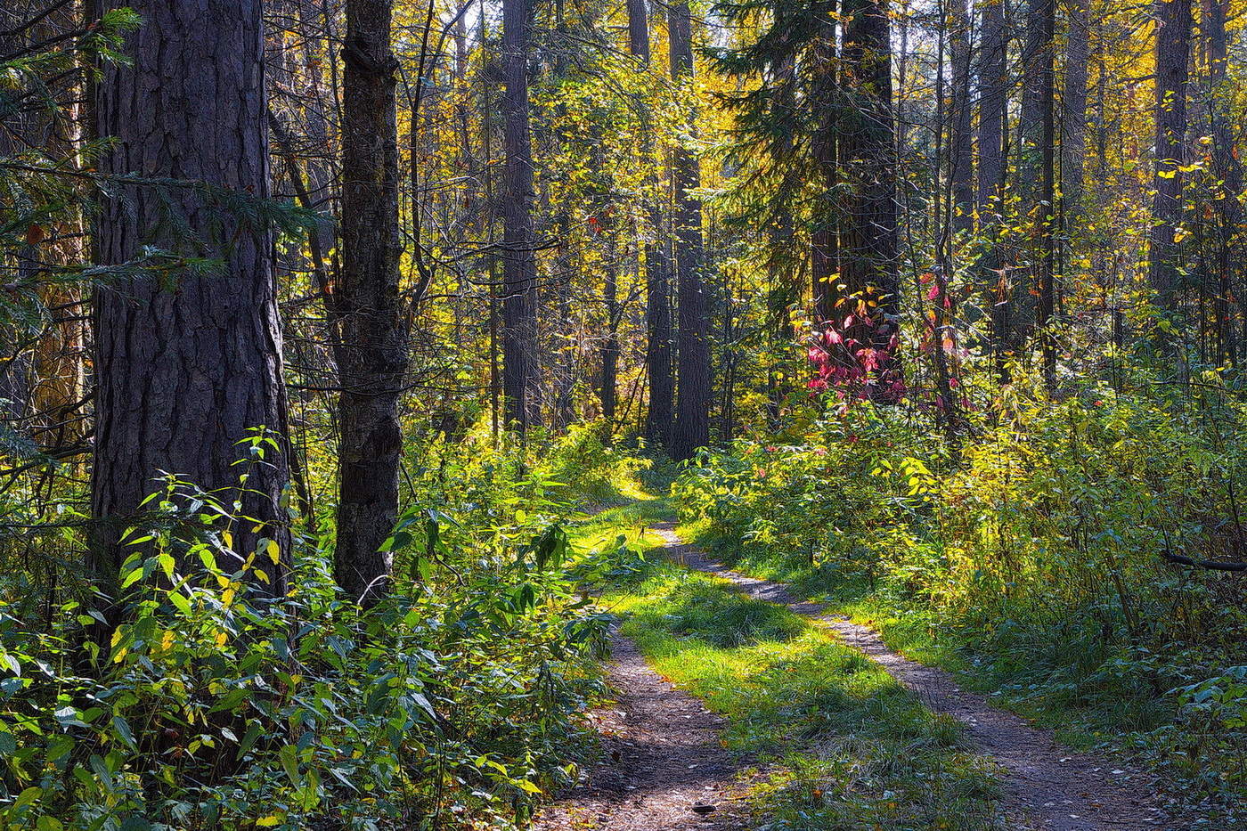 СЕНТЯБРЬ В ЛЕСУ.