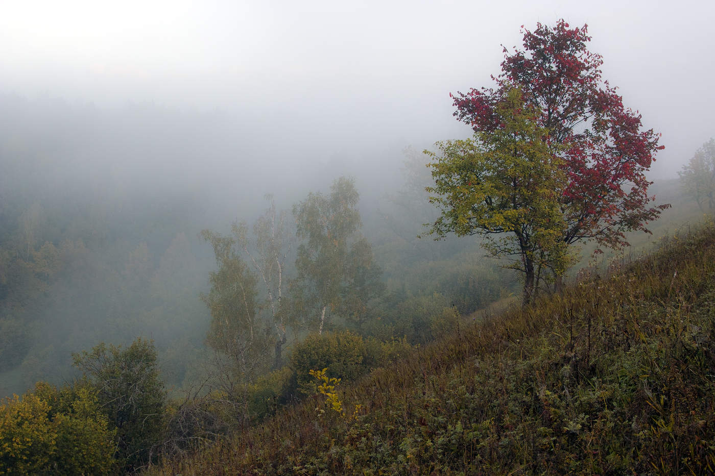 В багрянец и золото одетые