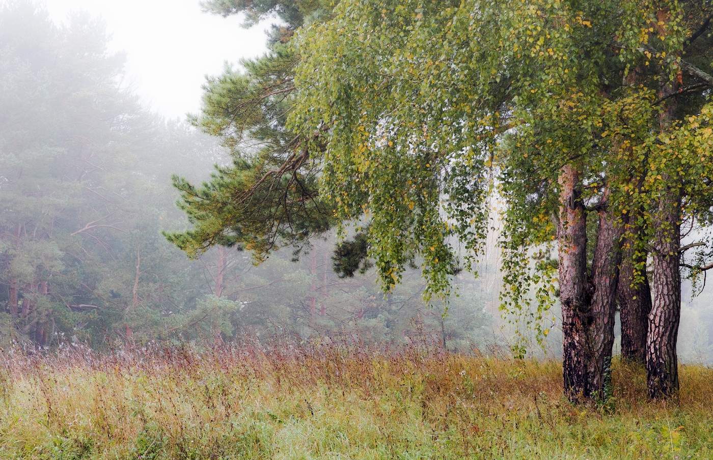 Туманное соседство