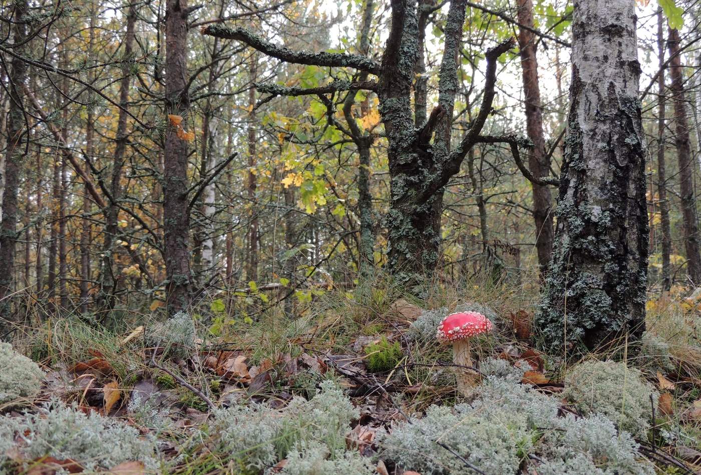 Осенний лес