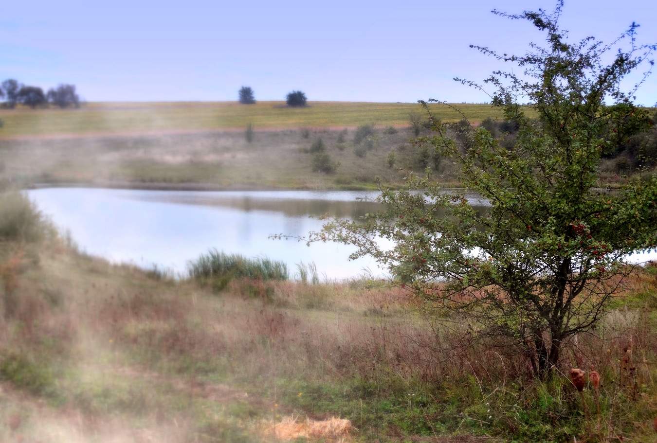 Осенний боярышник