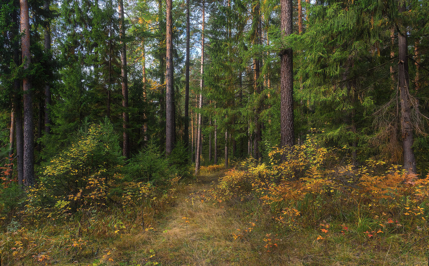 Уральский лес