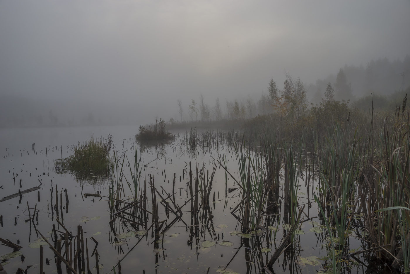 Утро на болоте