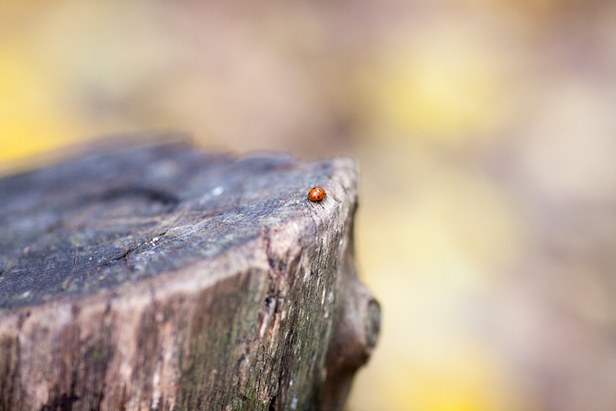 На зимнюю квартиру