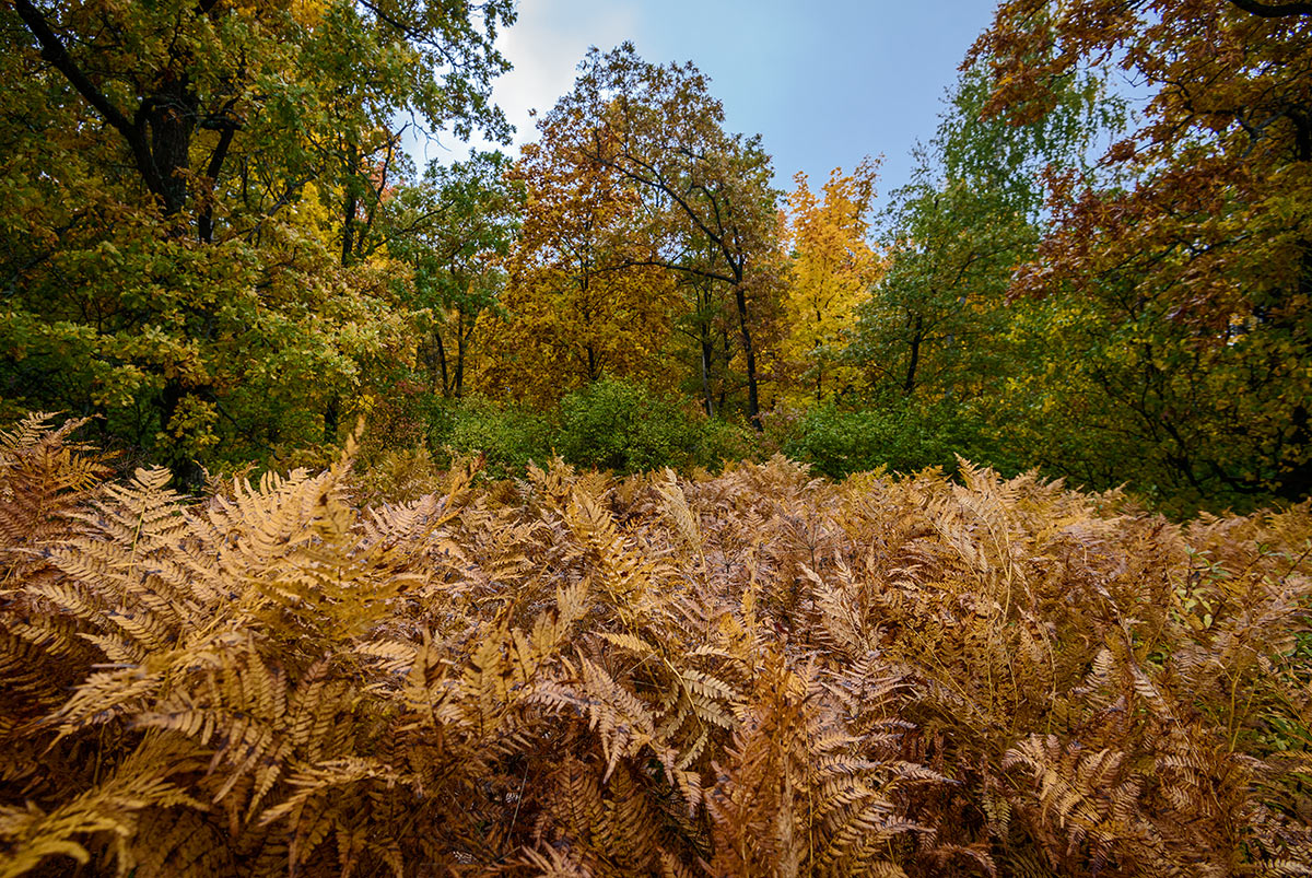 Папоротник...