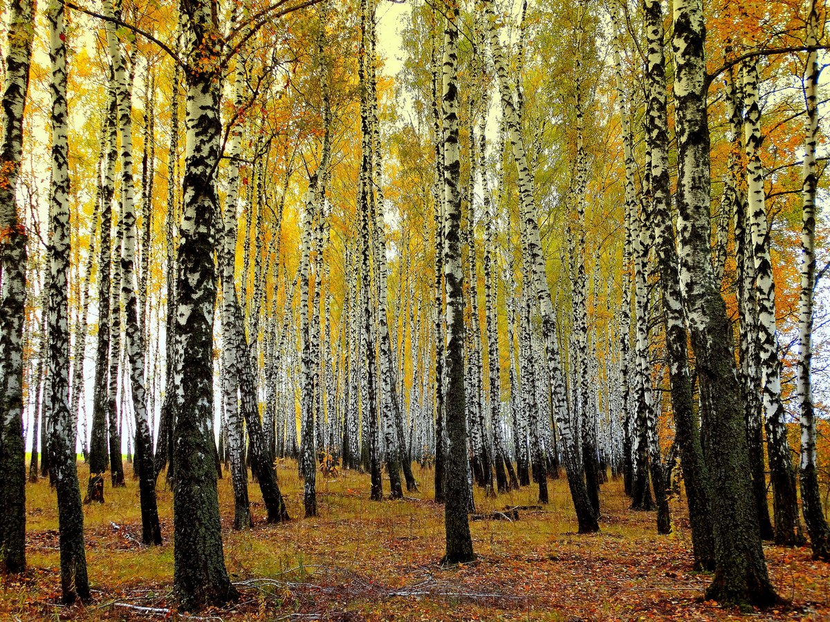 Золото берёзовой рощи
