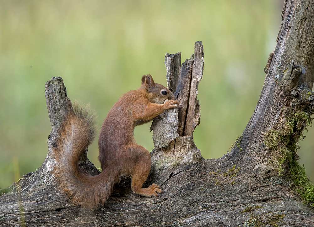 Всё равно достану...