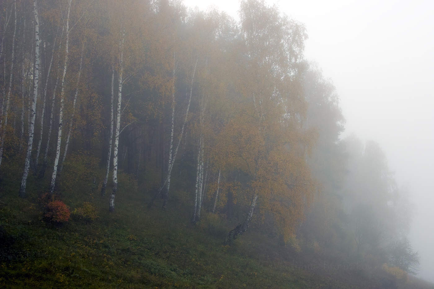 Берёзки-подружки