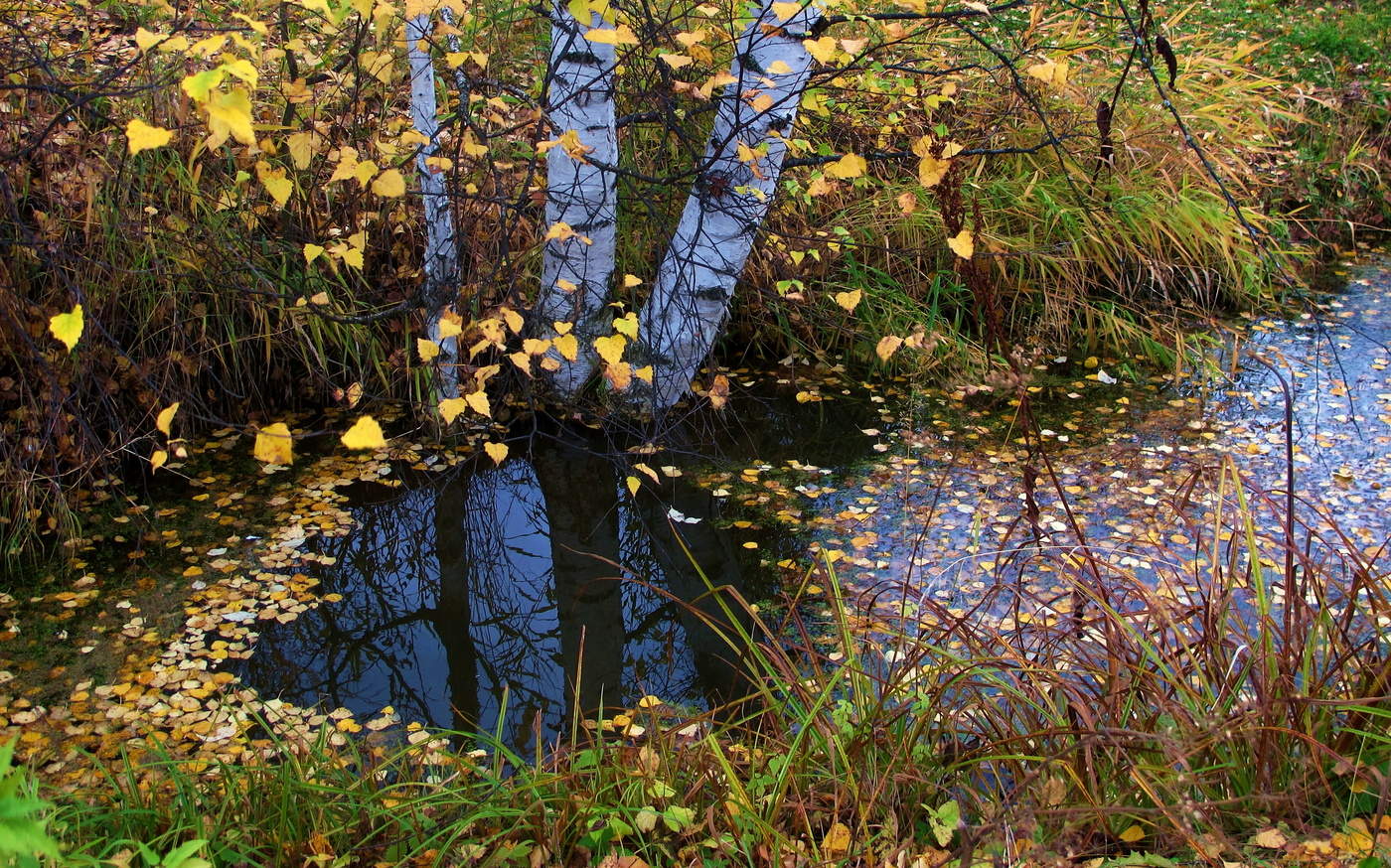 Осенний этюд