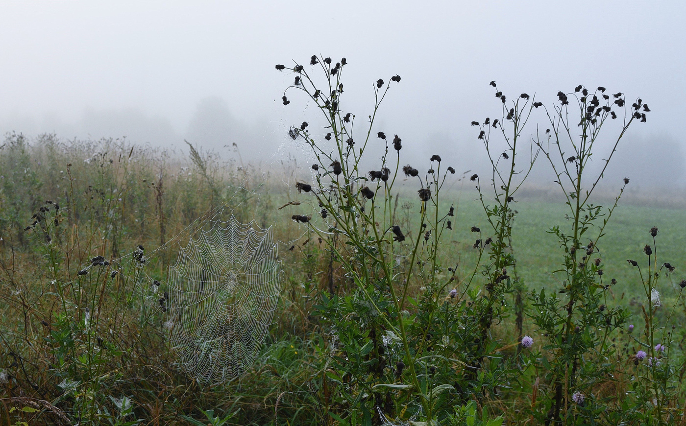 Ненарушенная тишина ...