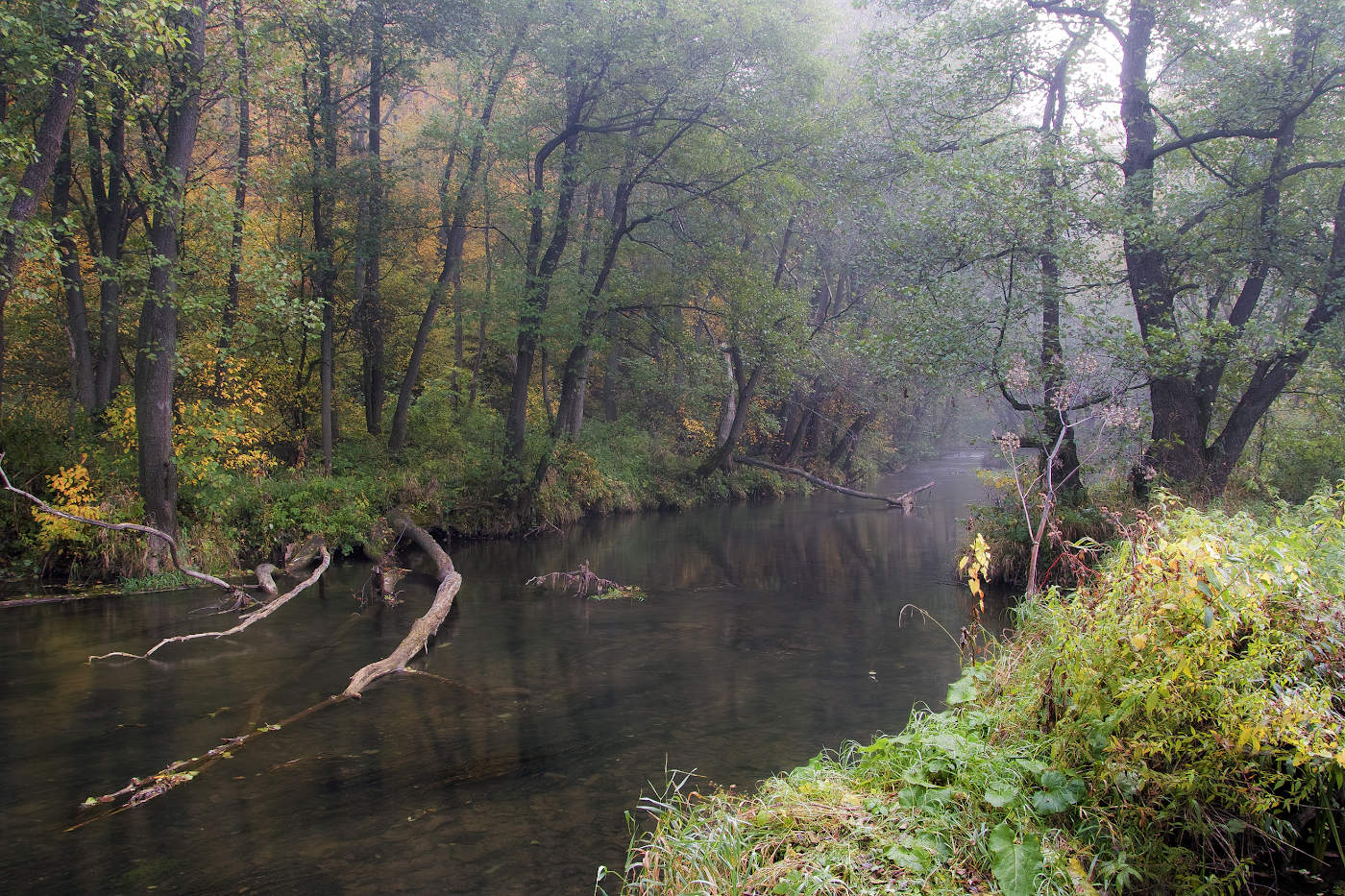 Холодные воды туманной реки