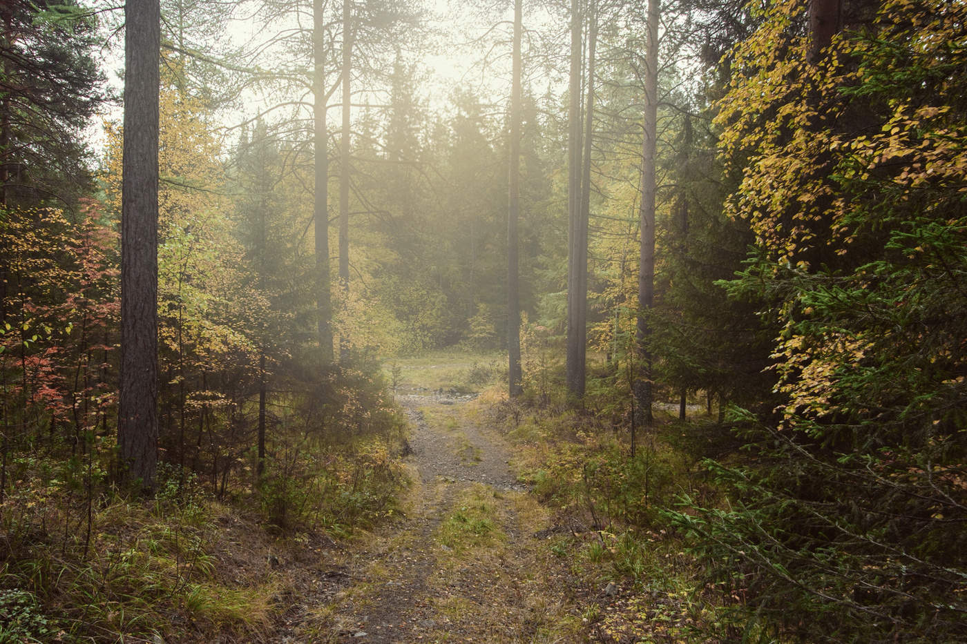 Осенний туман