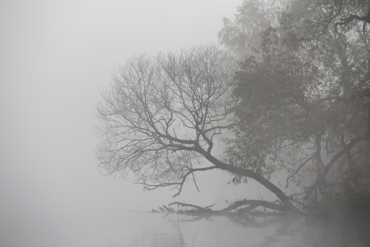 Осенний бонсай