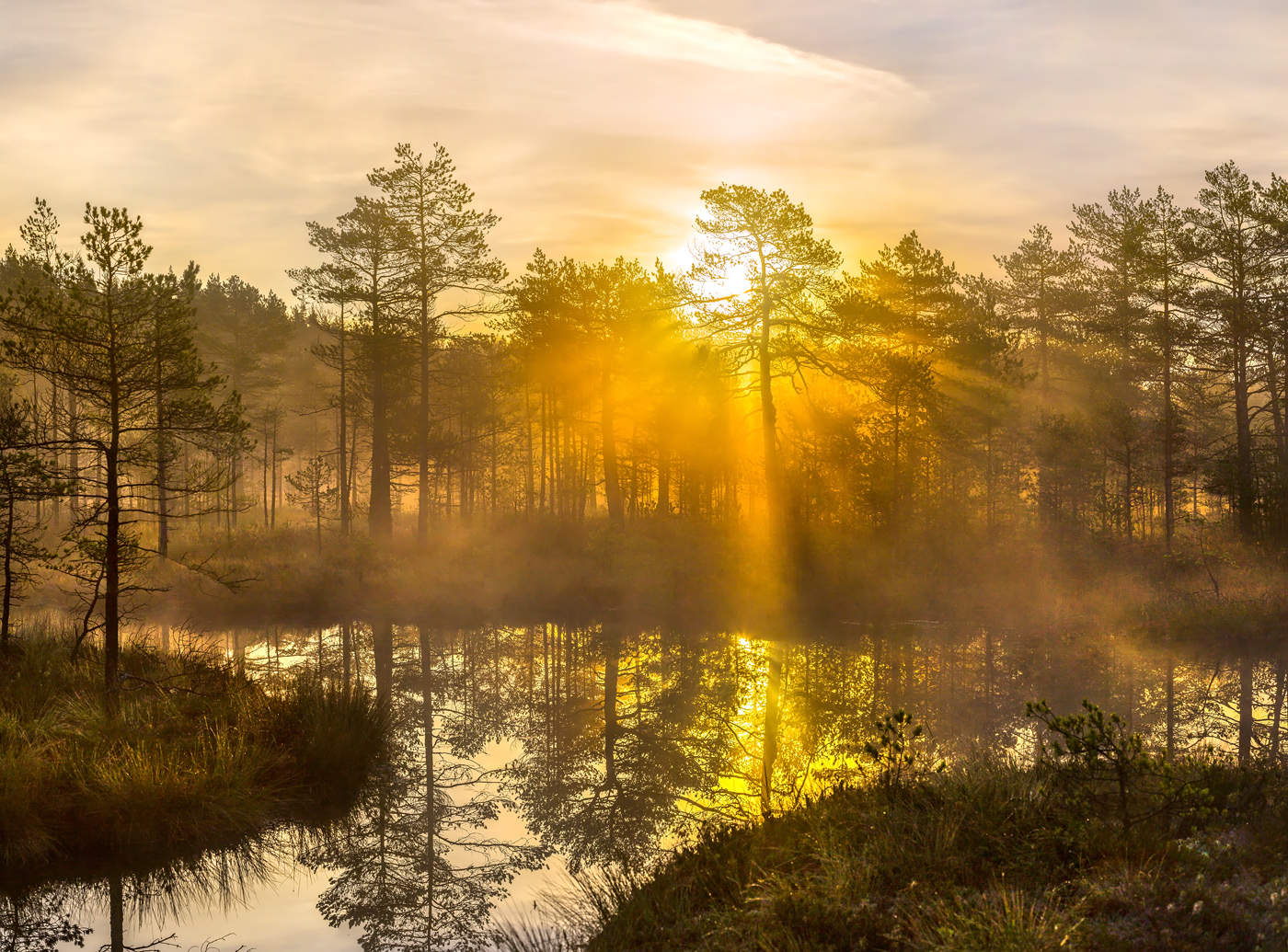 Купаясь в золоте солнца.