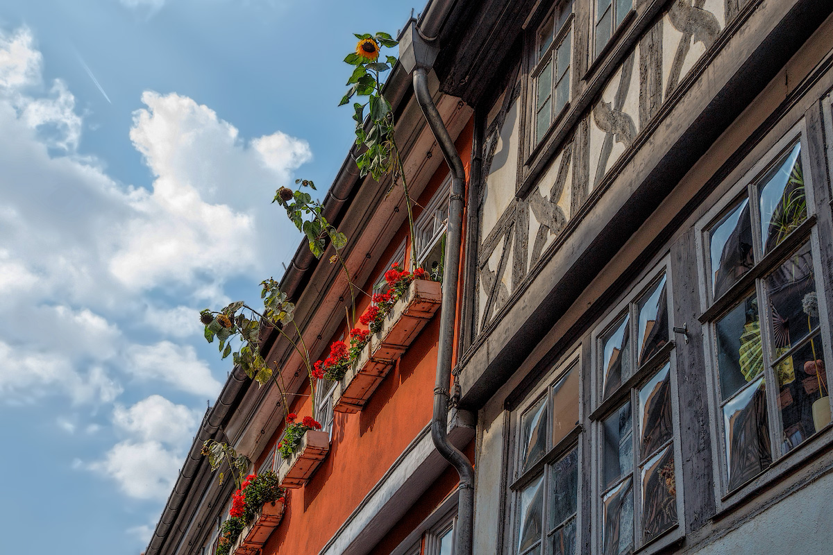 Подсолнухи.....и чужие окна