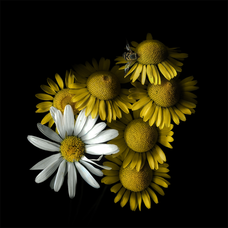 отгадай звук