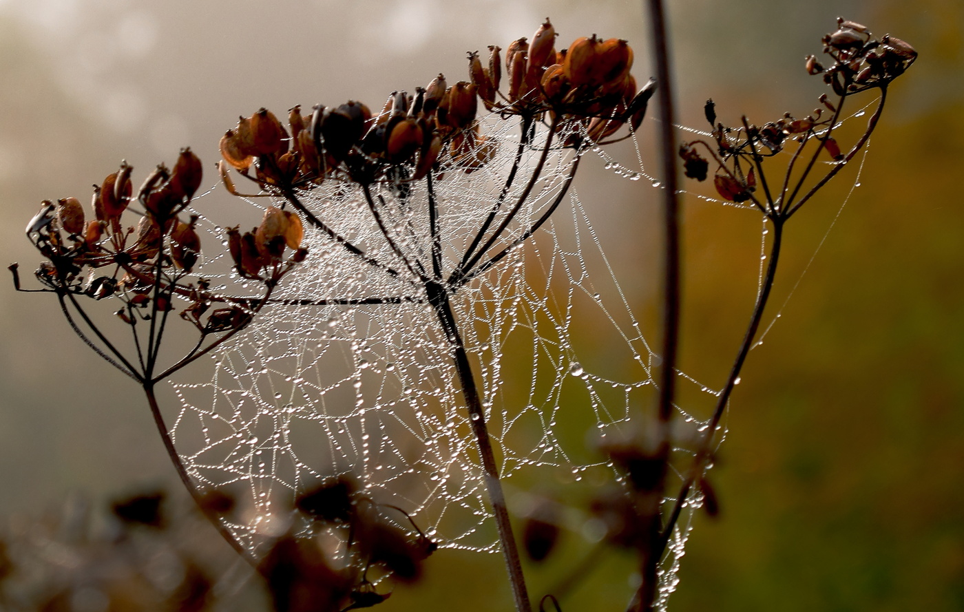 Рассвет в туманной дымке