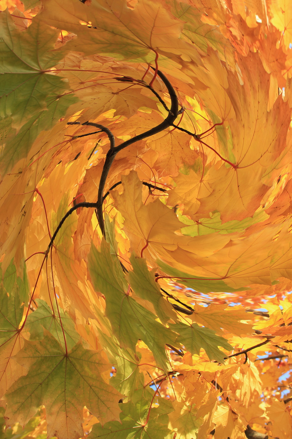 осенняя палитра