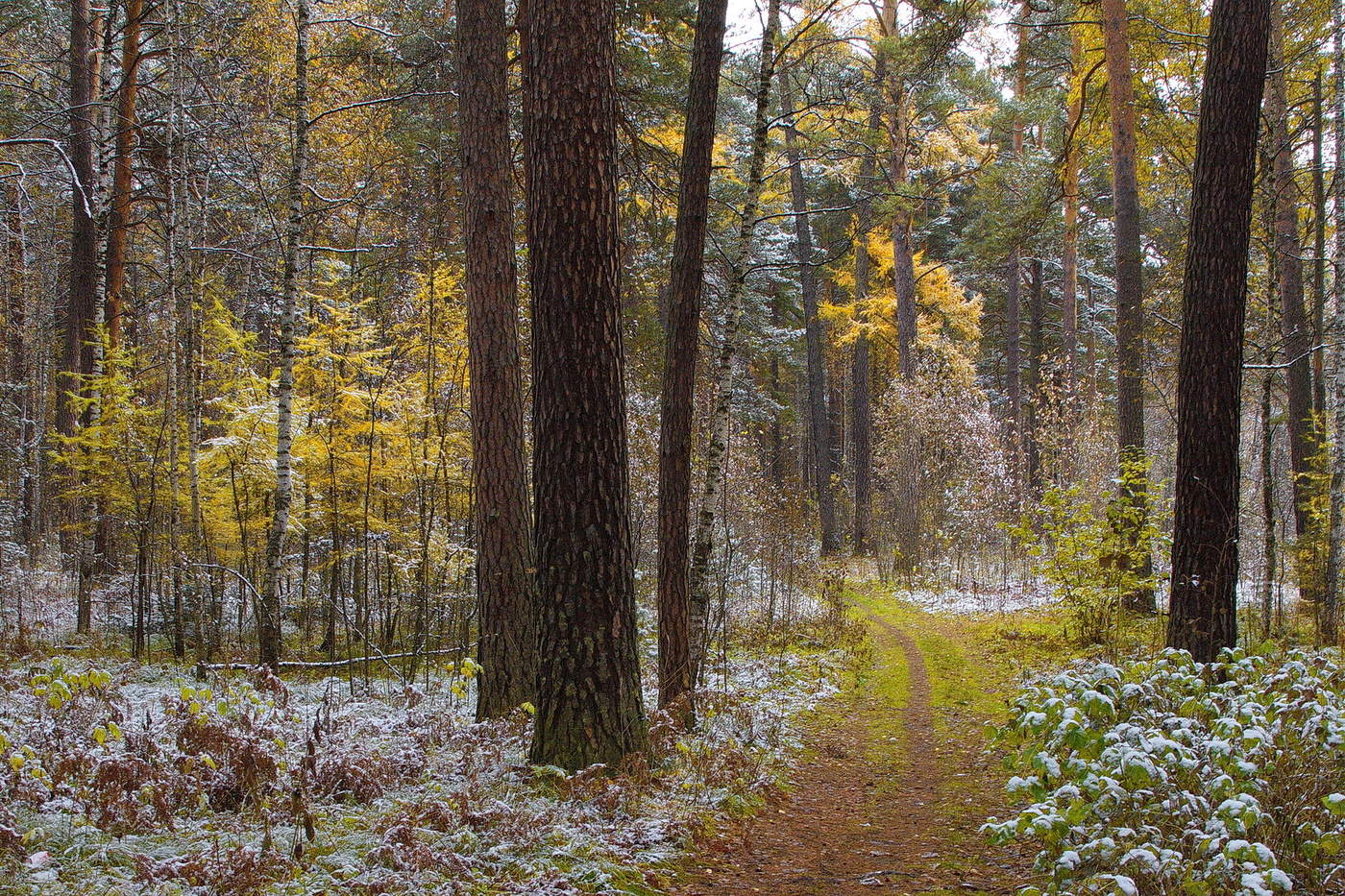 ОСЕННЯЯ ТРОПИНКА.