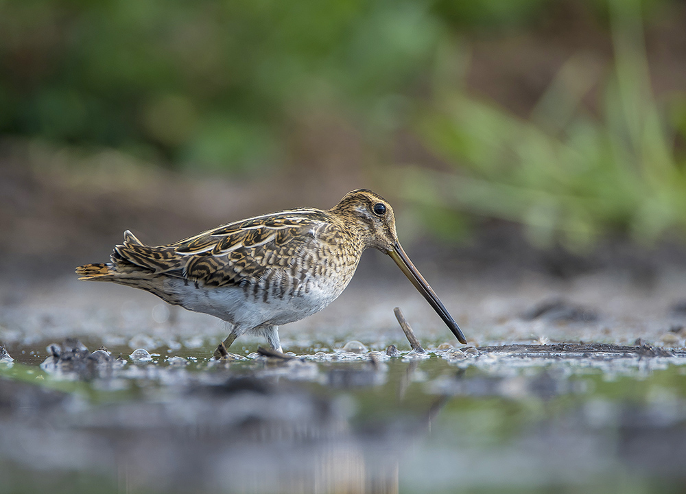 В своём болоте.