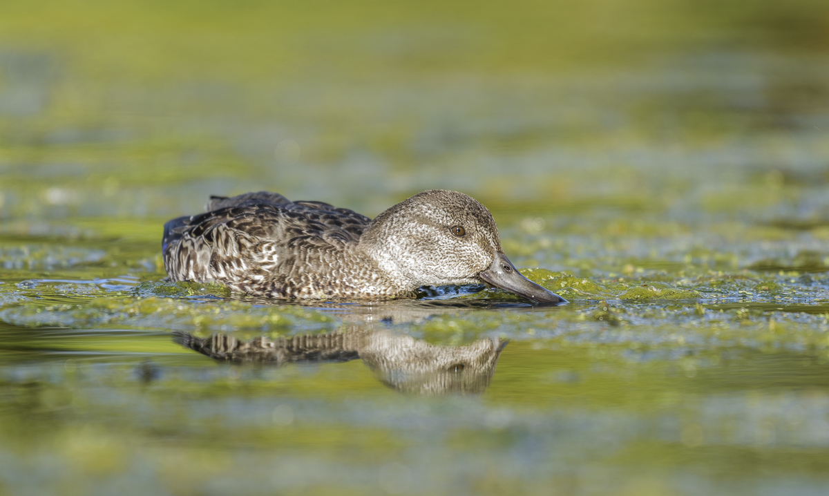 Green-winged teal-Зеленокрылый чирок (female)