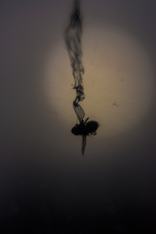 Не бабье лето