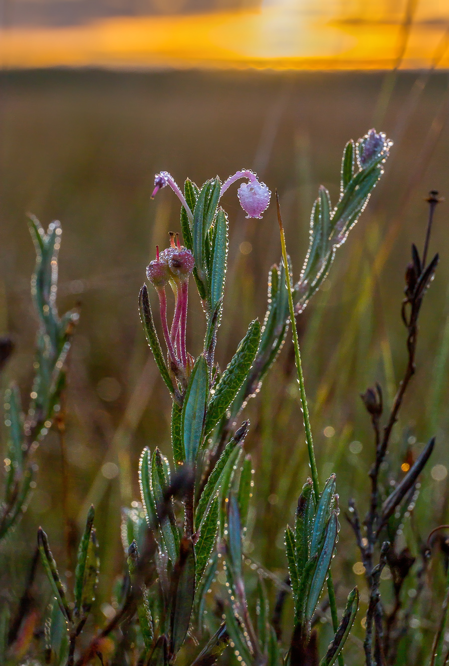 Цветёт подбел на болоте.