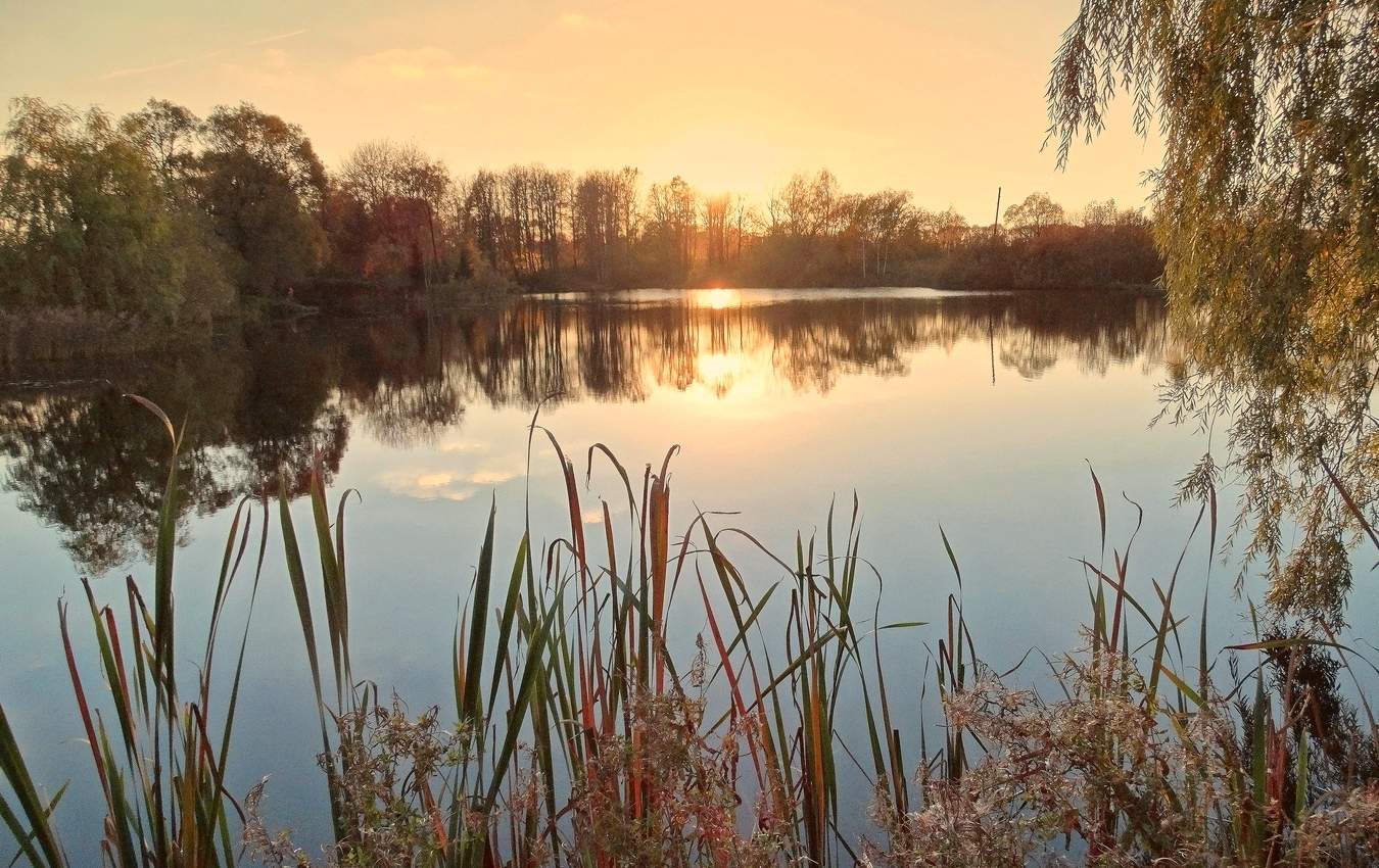 Вечер на пруду