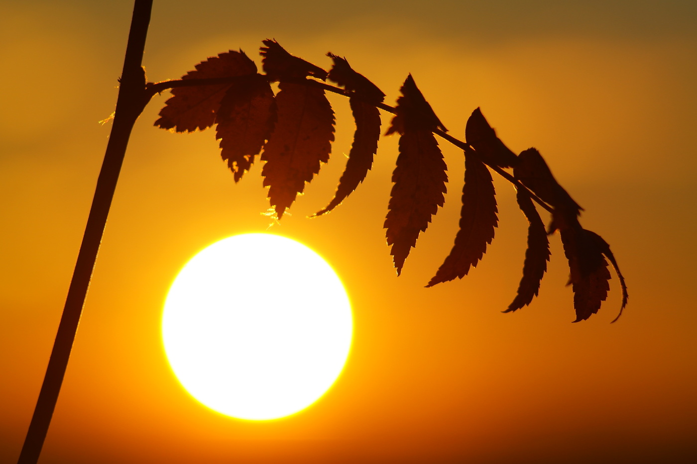 Рябина и Солнце.