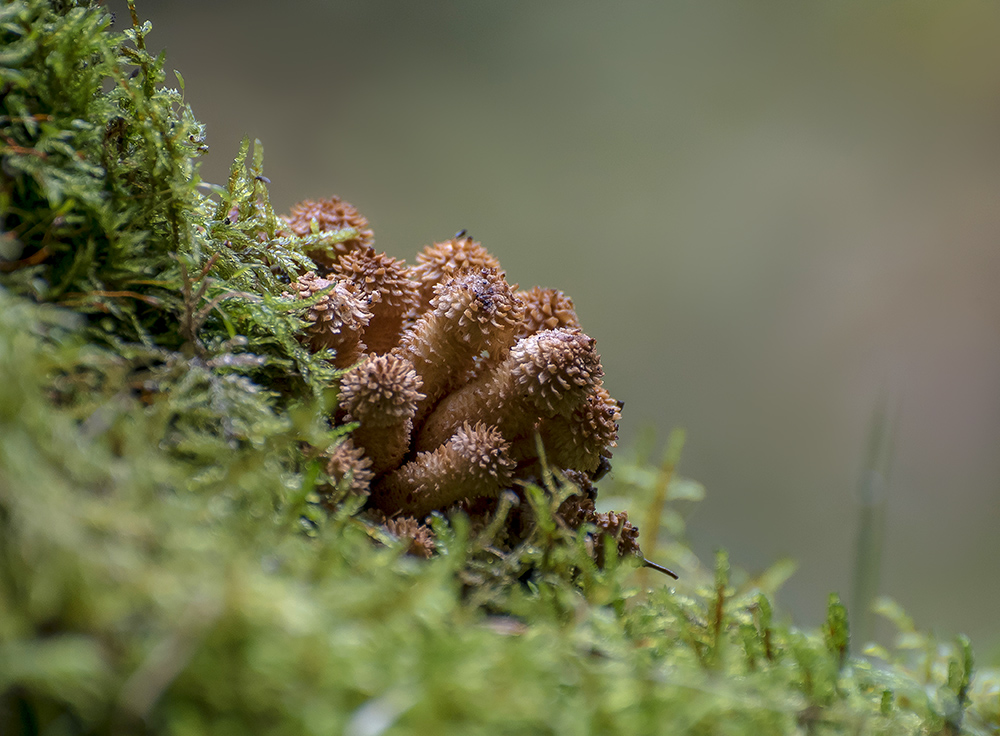 Чешуйчатка обыкновенная