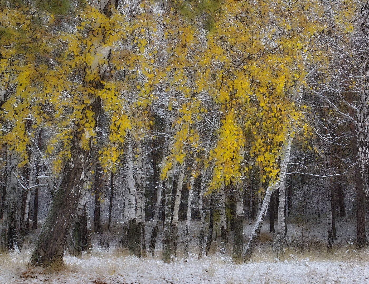 *ЗОЛОТО ОСЕНИ.**