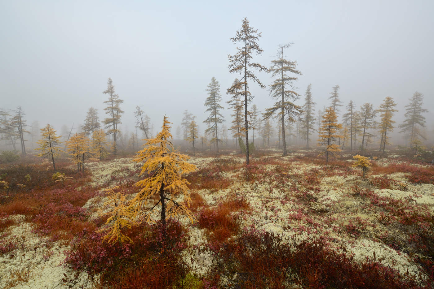 Укрылся Джек туманом...