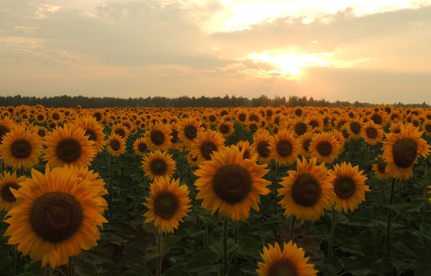 Солнечный вечер