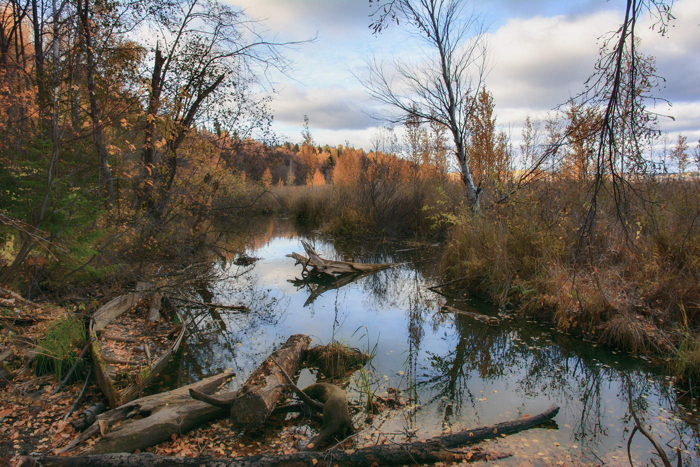 Заросшая протока