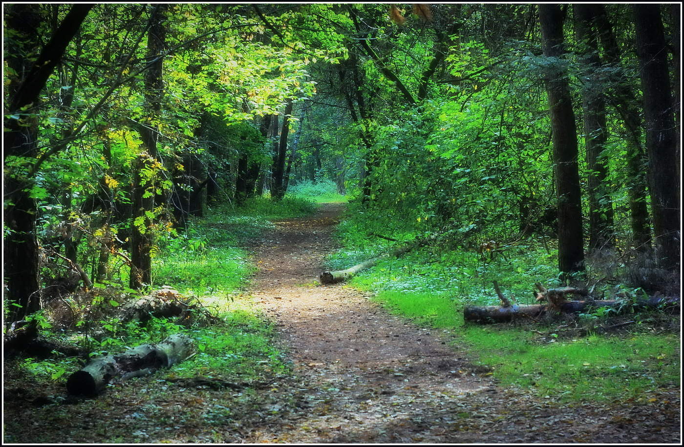 полдень в бору