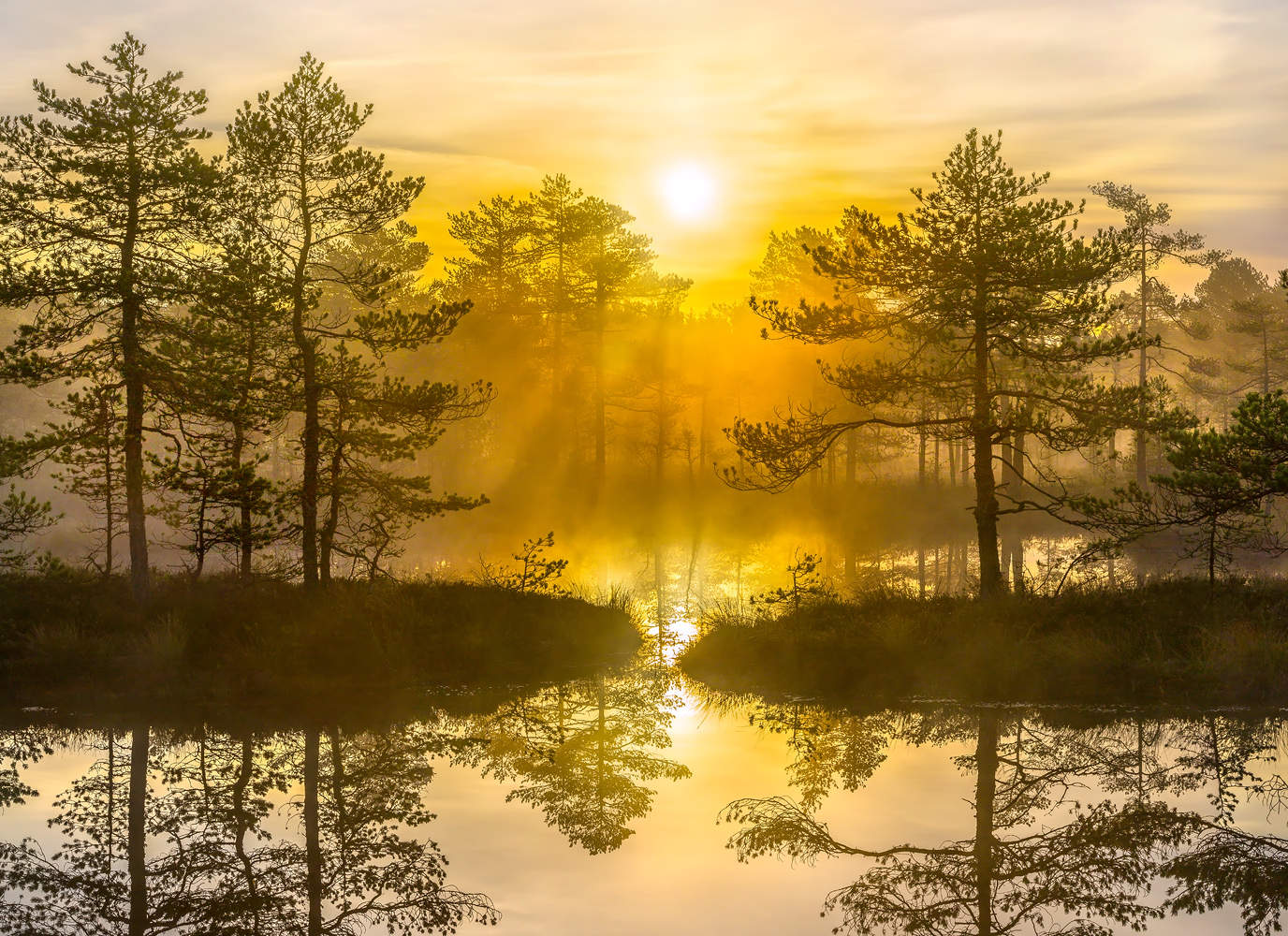 Золотой туман.