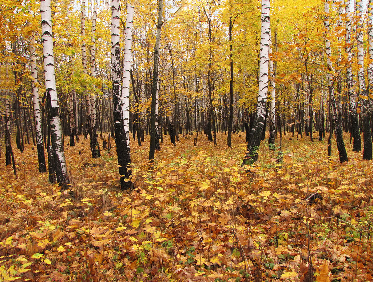 Осенняя разукрашка