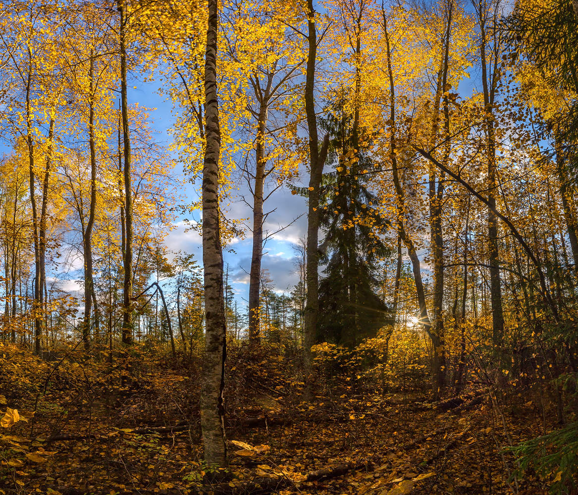 Золотая стена леса.