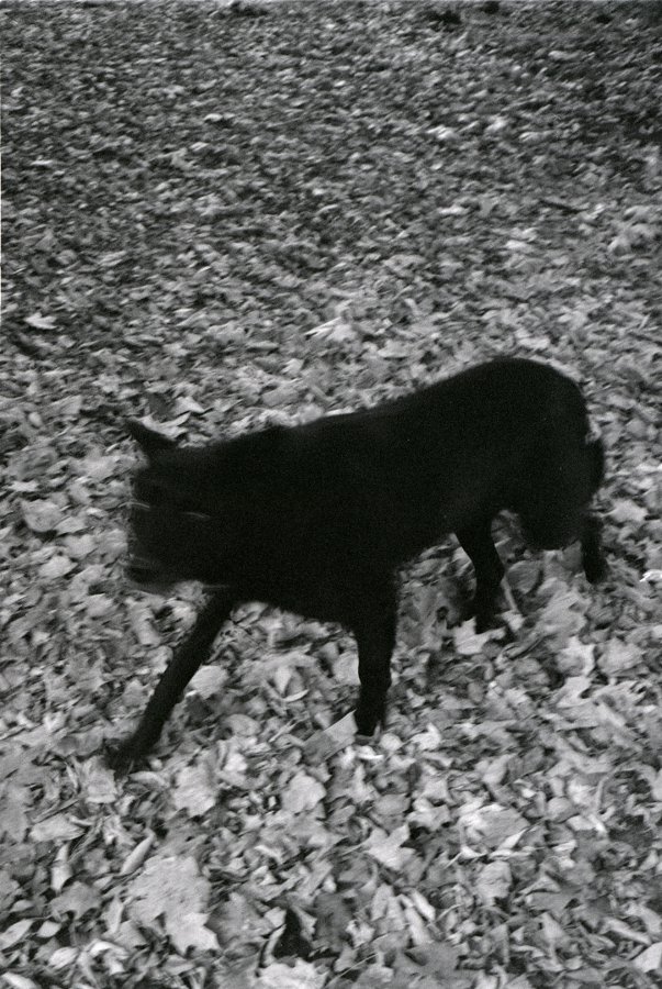 Собака с прищуренными глазами