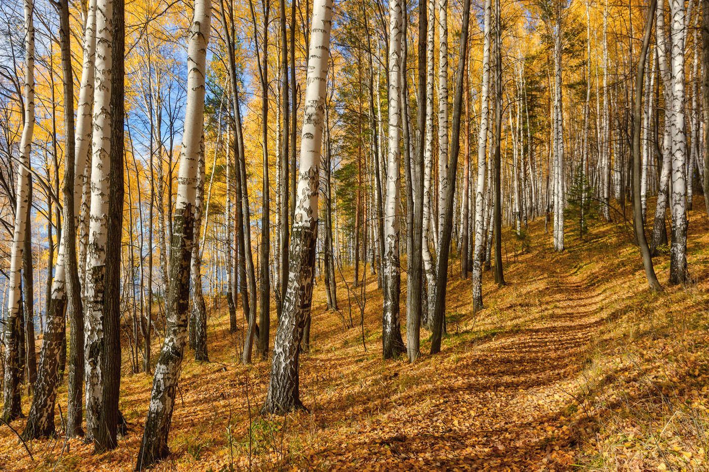 Солнечный лес