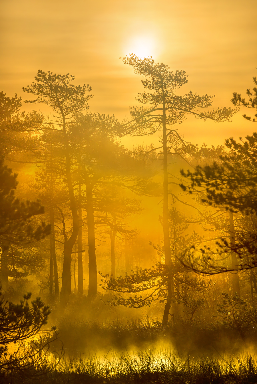 Осеннее золото рассвета