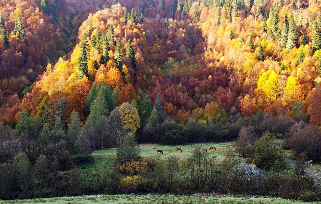 Октябрь. Утро. Окрестности озера Рица...