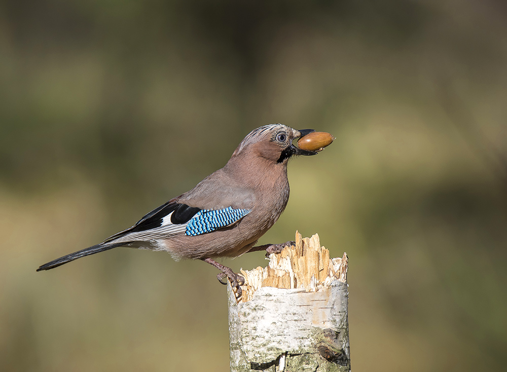 Сойкин обед