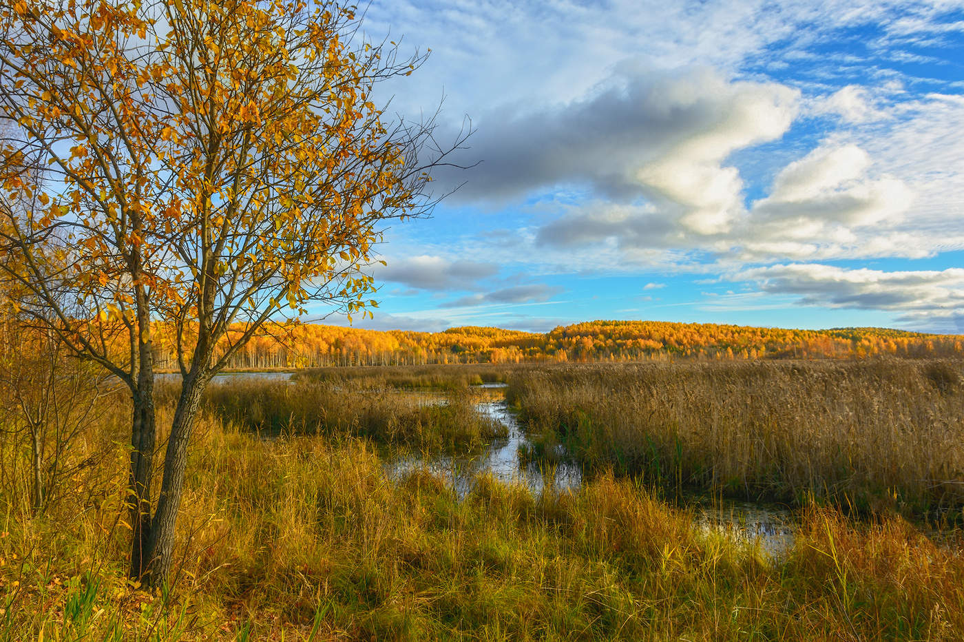 Болотистые места