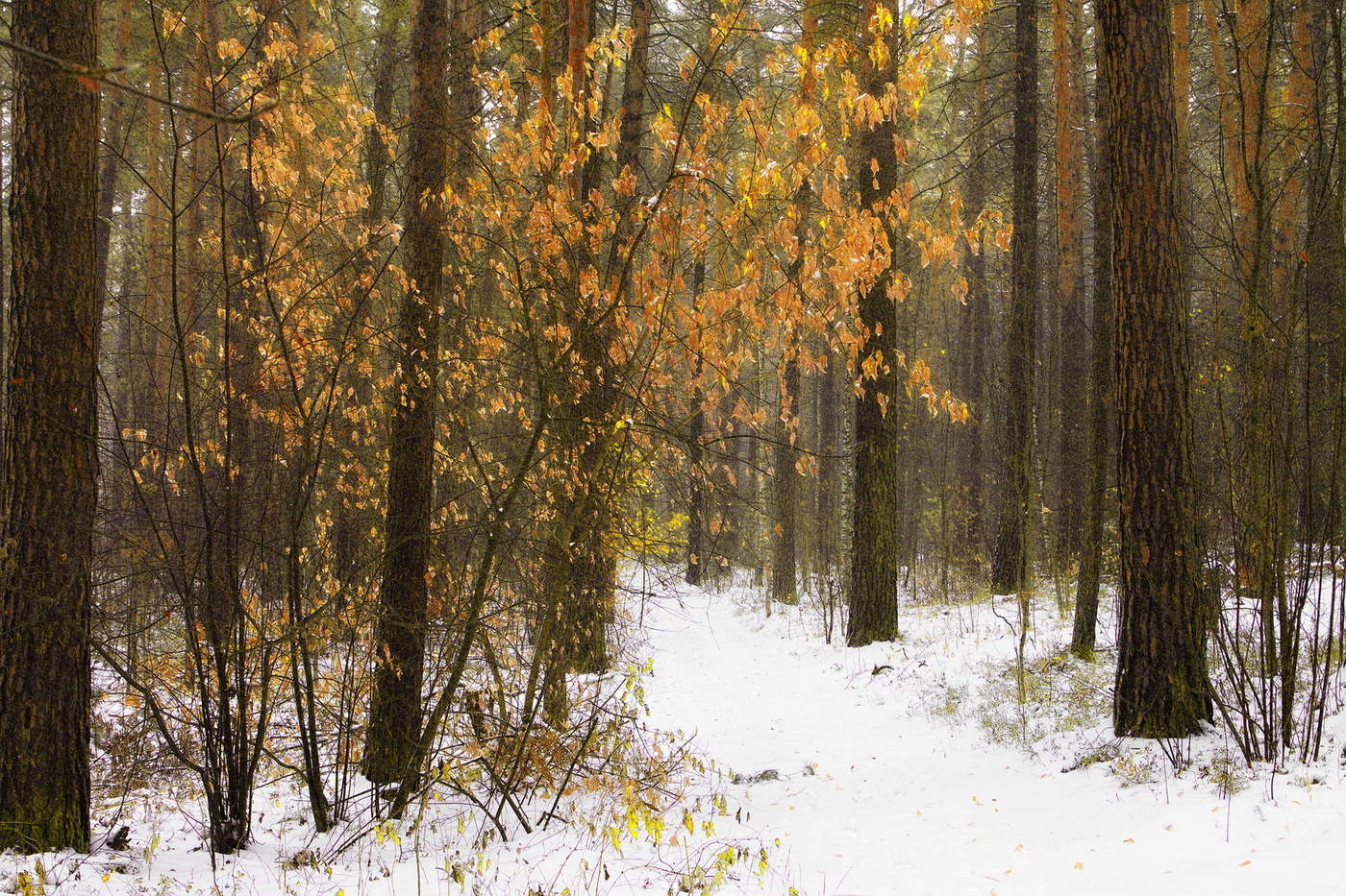 Лесная тропинка.