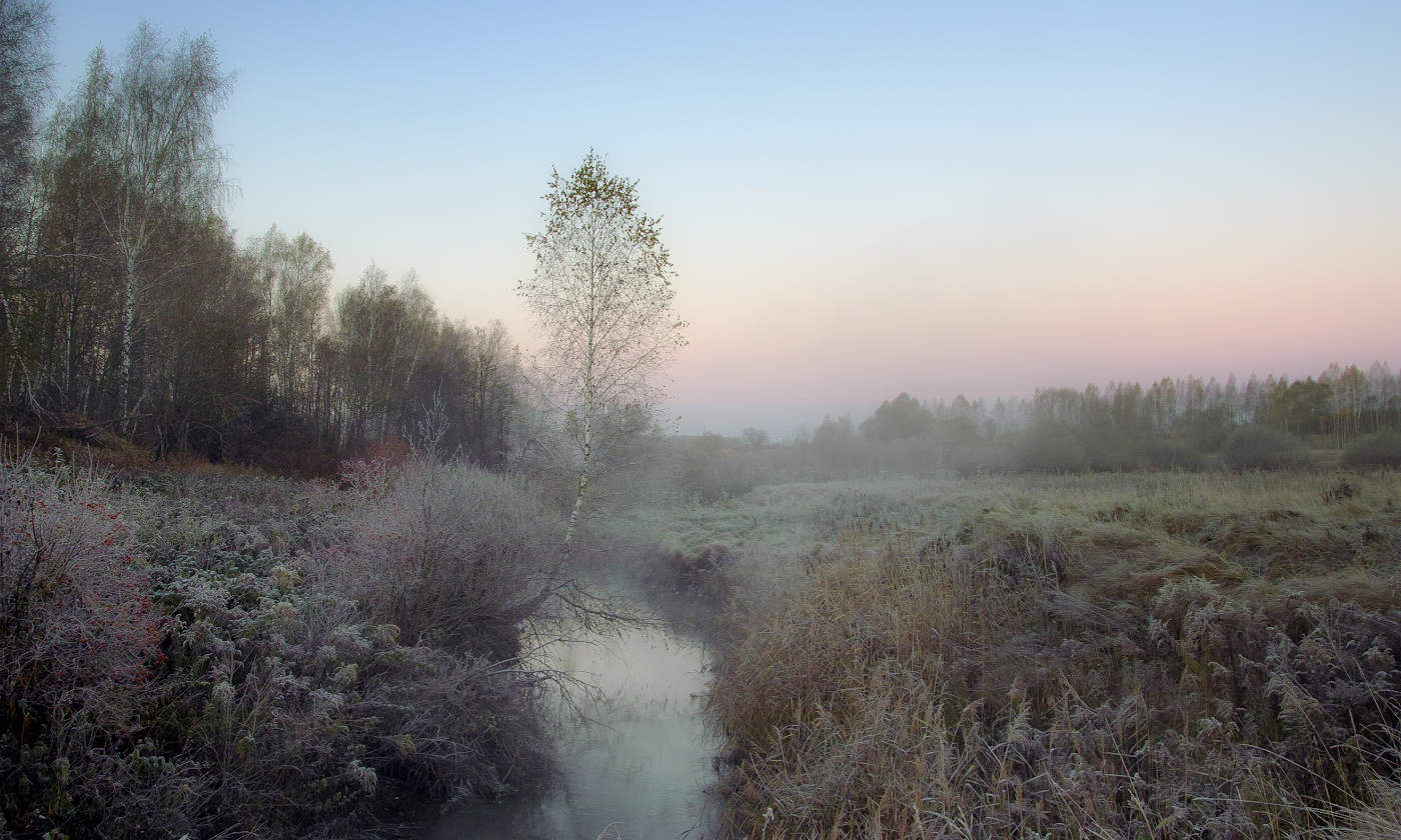 Шиповник в "сахаре"